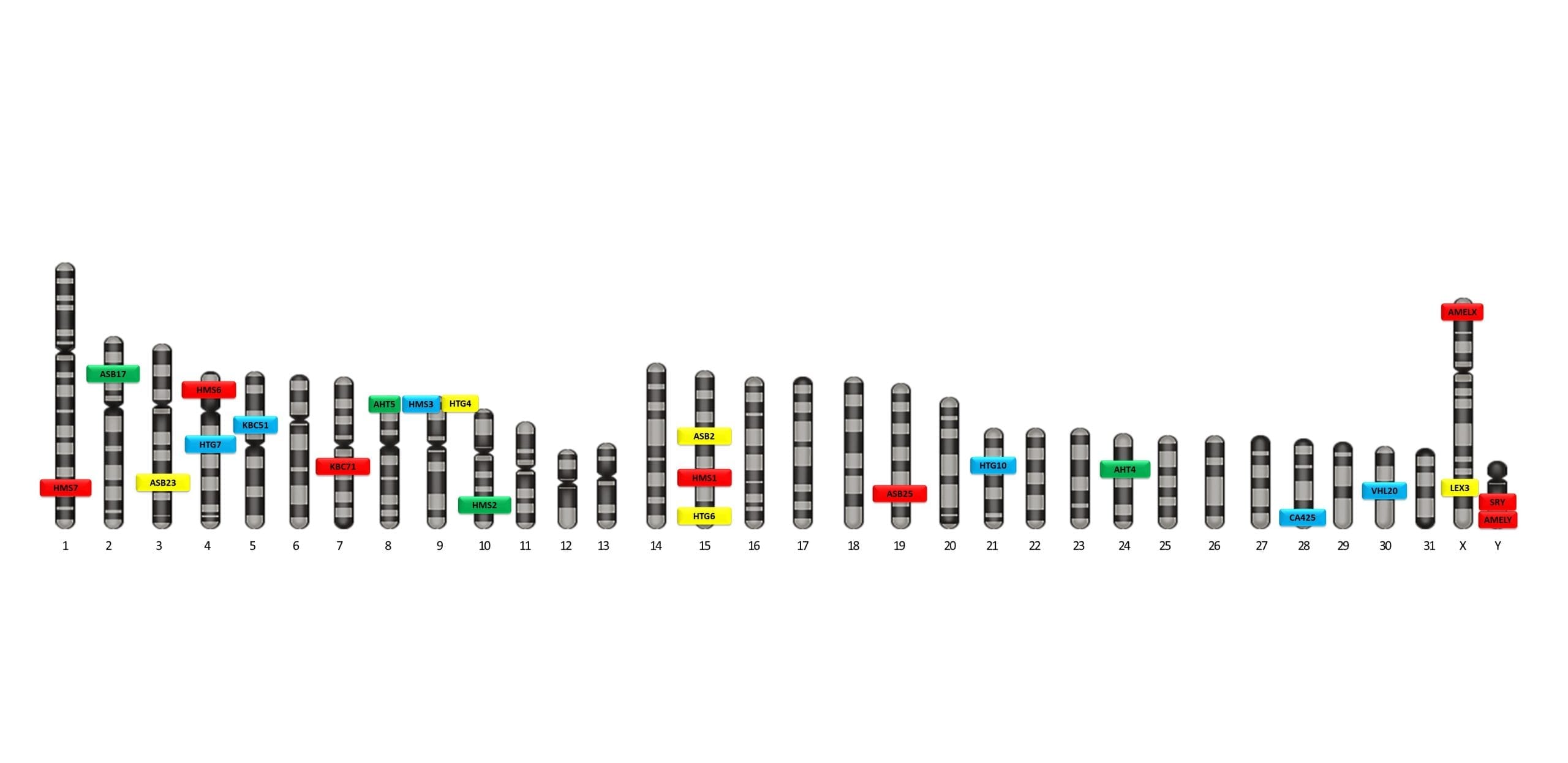 محل کروموزوم -HorseFiling v4.2 کیت تعیین نژاد اسب