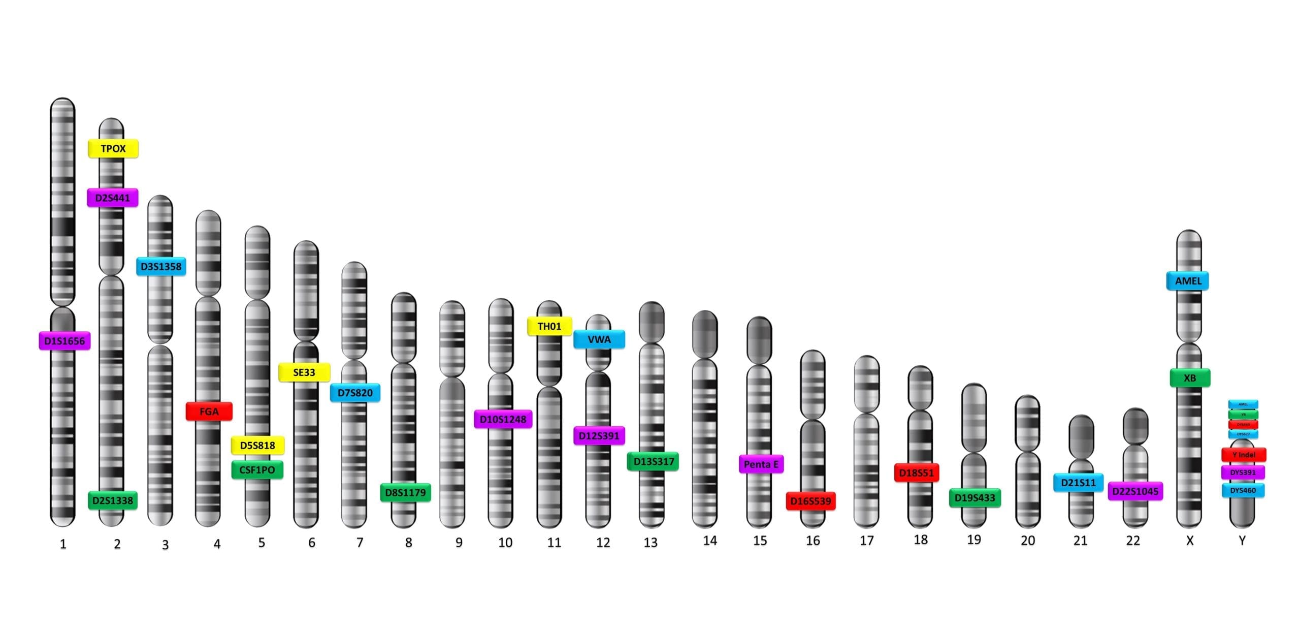 محل کروموزوم - IRFiling Globe Extra Kit v1.2
