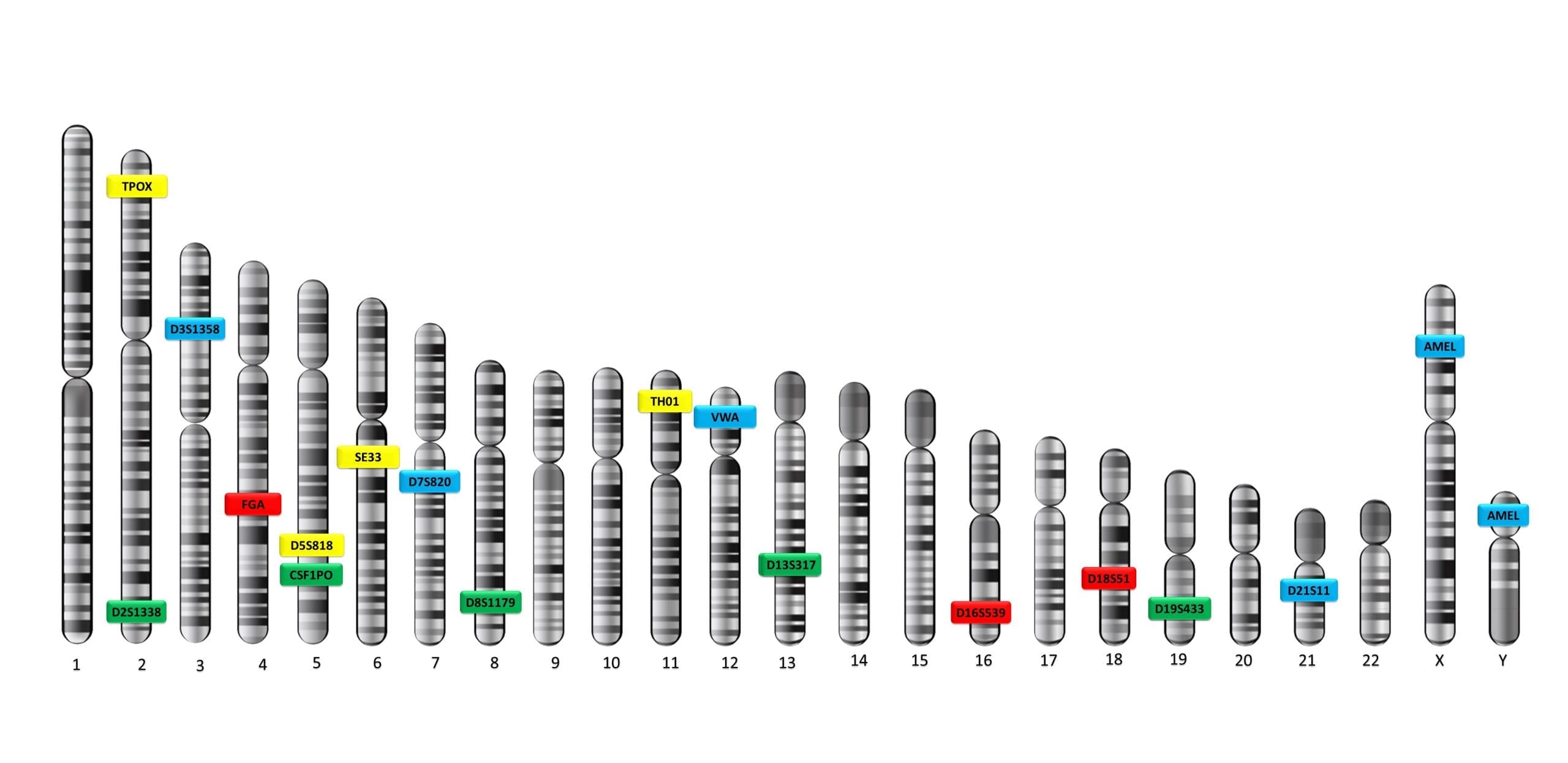 محل های کروموزوم IRFiling Kit v2.2 کیت تعیین هویت انسانی