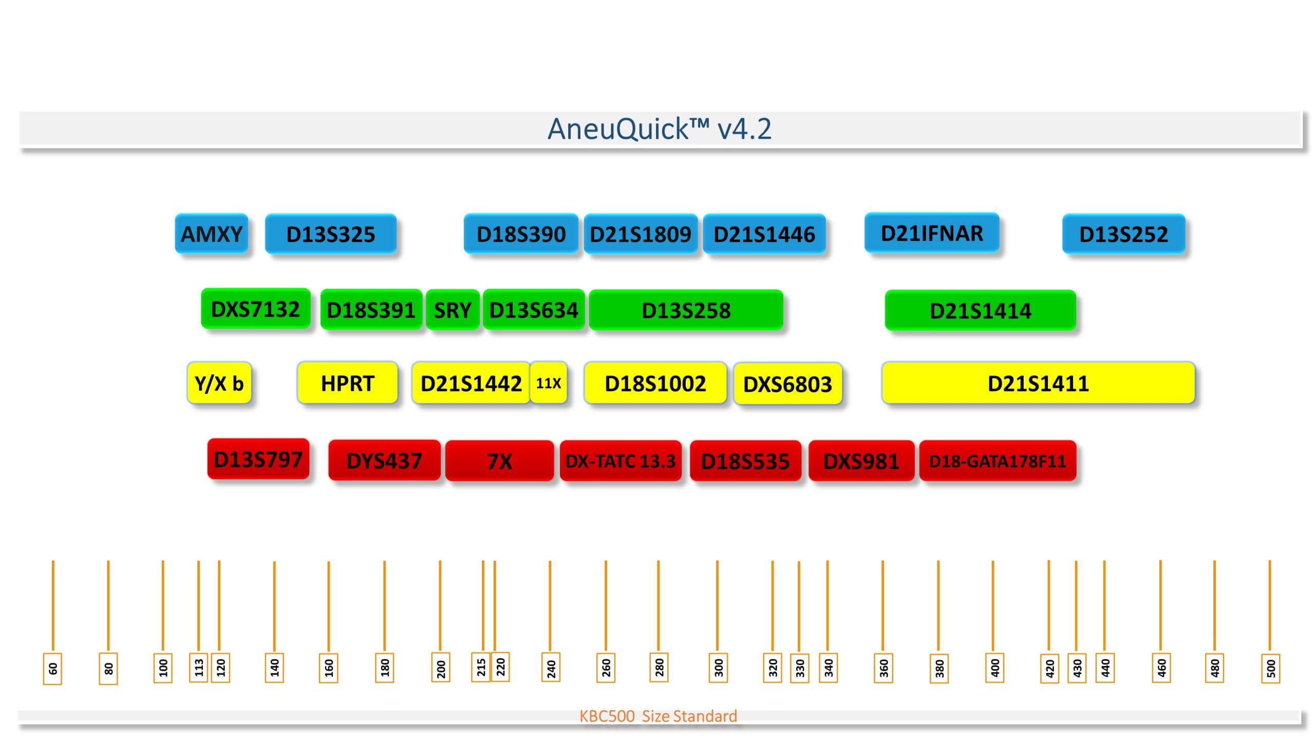Figure 1. Map of AneuQuick v3.2 kit marker