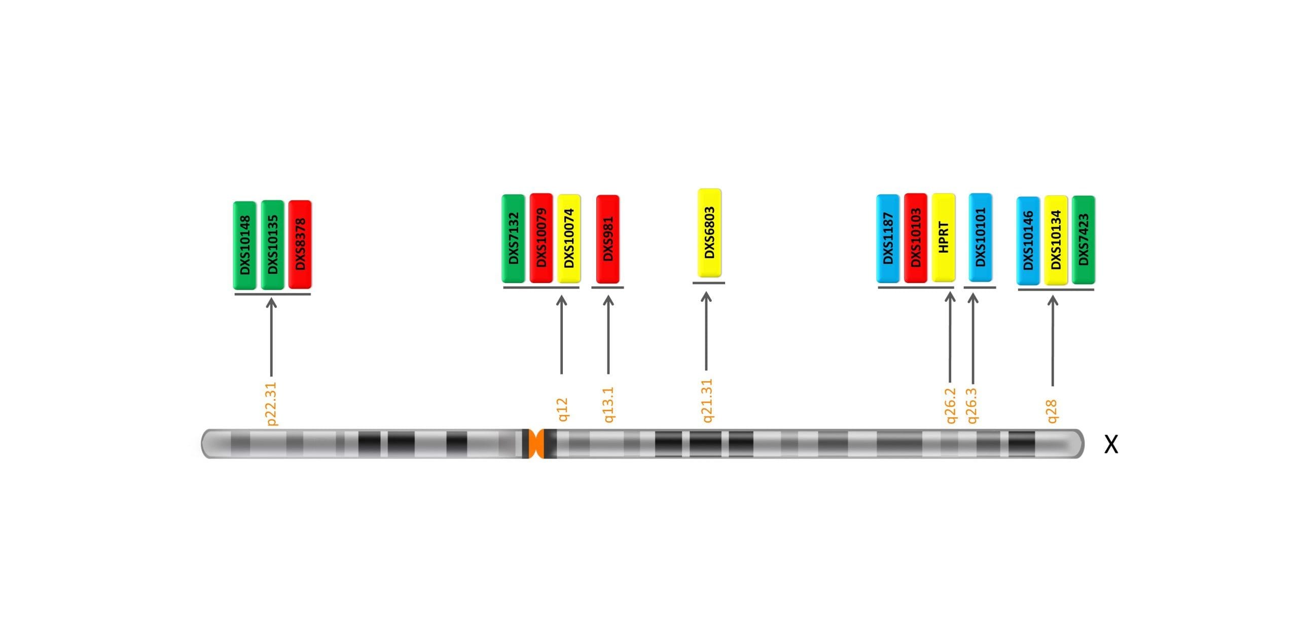 محل کروموزوم ها- کیت XFiling Kit v2.2