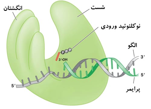 انواع DNA Polymerase-شکل ساختاری DNA Polymerase