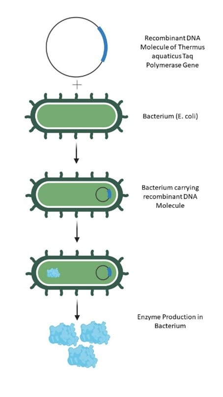 کاربرد پلیمراز نوترکیب - اهمیت و کاربرد DNA پلیمراز